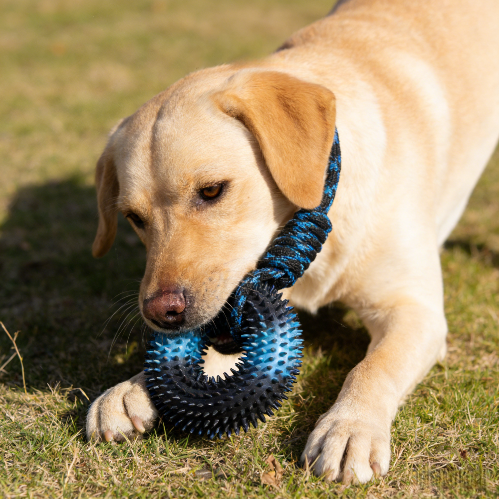Spike Ball Game - ของเล่นเคี้ยวแบบอินเทอร์แอคทีฟ: ดีไซน์แบบปมและลูกบอลมีหนาม สำหรับสุนัขขนาดใหญ่ เหมาะสำหรับการเคี้ยวและดึงเพื่อความเพลิดเพลิน แก้เบื่อ และทำความสะอาดฟัน